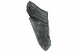 Partial Fossil Megalodon Tooth - South Carolina #275377-1